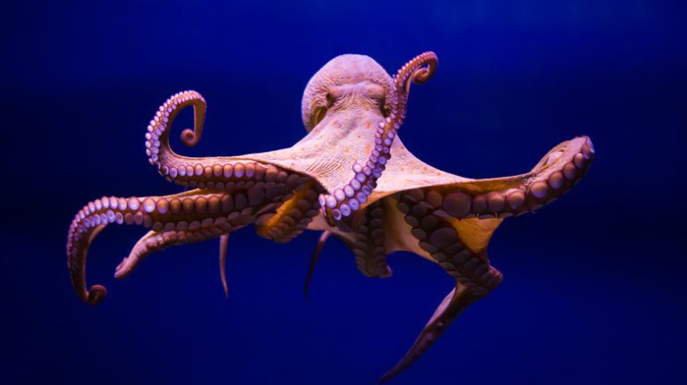 Octopuses Possess Three Times More Brains Than Hearts