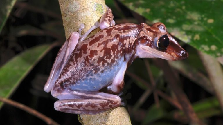 The Two Frogs Recognized as Venomous