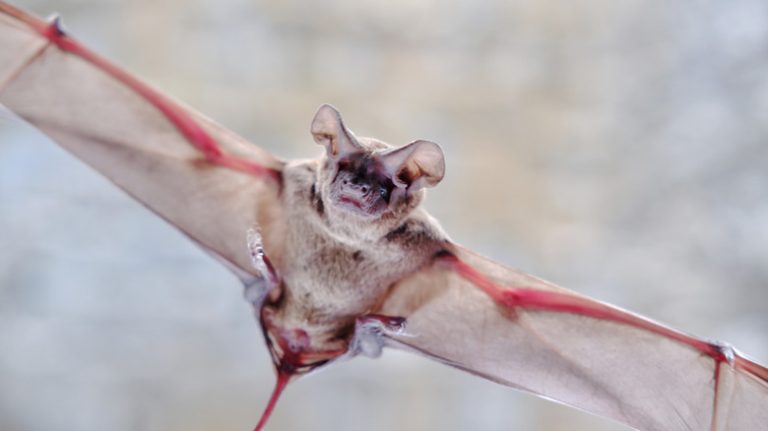 The Texas Cave Home to the World's Largest Bat Colony