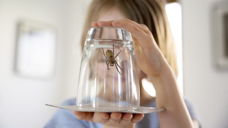 Why You Should Think Twice Before Killing Spiders in Your Home