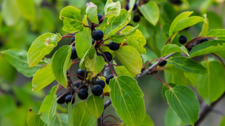 The Key to Combating Invasive Buckthorn: Utilizing Native Minnesota Plants