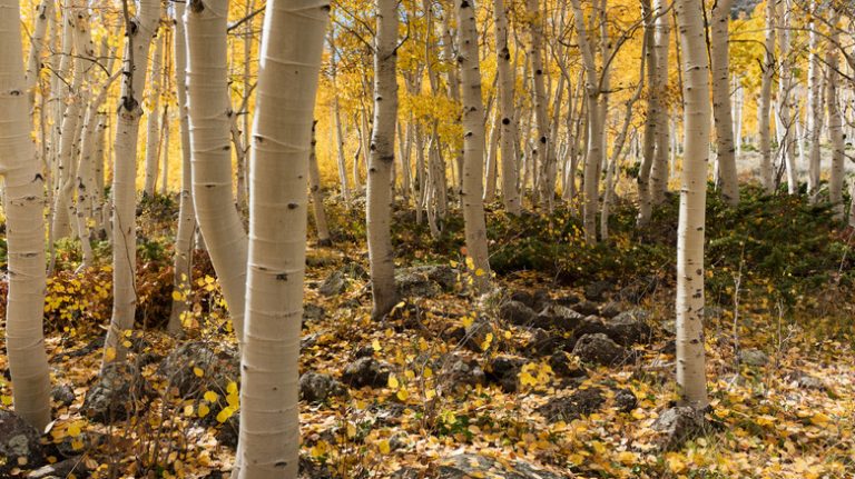 The World's Oldest Living Organism: A Clonal Colony of Aspen Trees