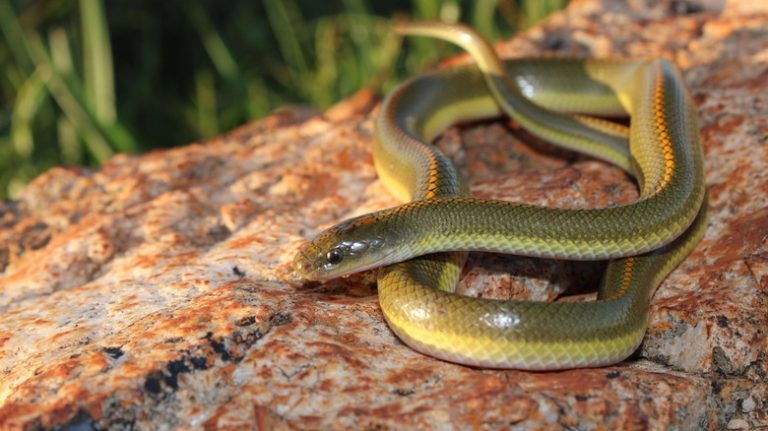 Newly Discovered Snake Species Found Concealed for Years