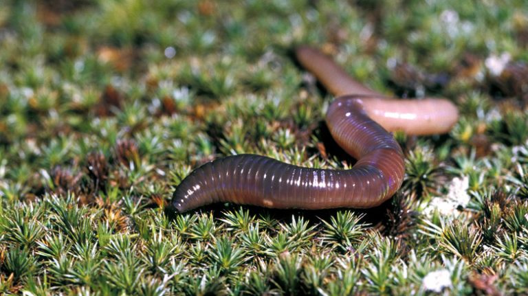 Understanding Why a Worm Regenerates After Being Cut in Half