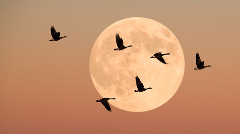 Understanding Why Some Birds Migrate South for the Winter