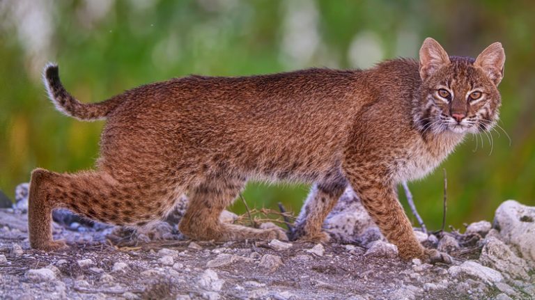 Interesting Facts About Wild Bobcats in Florida