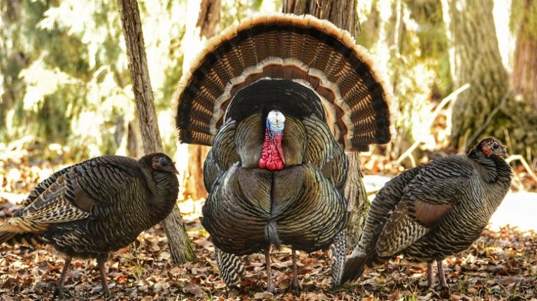 Understanding Turkey Reproduction