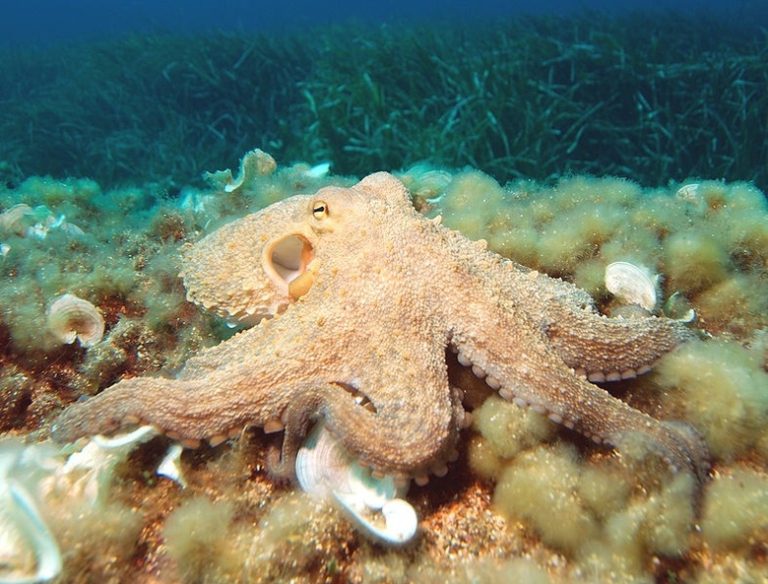 Mollusk Life Cycle Sciencing