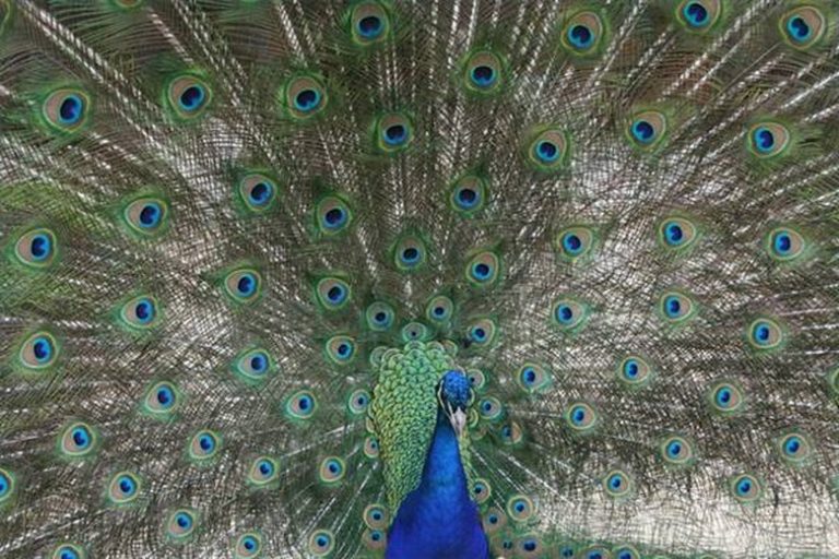 How Does a Peacock Locate Its Food?