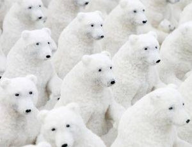 Understanding Polar Bear Camouflage