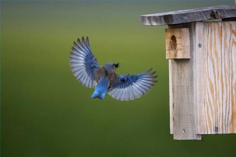 Choosing the Right Pole for a Blue Bird House