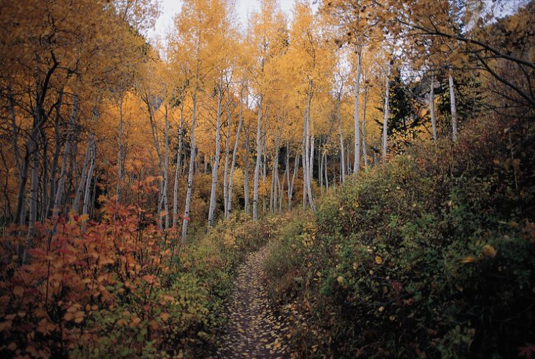 Exploring the Landforms of Temperate Deciduous Forests