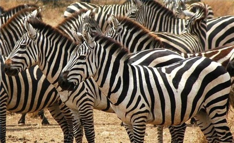 What Is the Appearance of a Zebra?